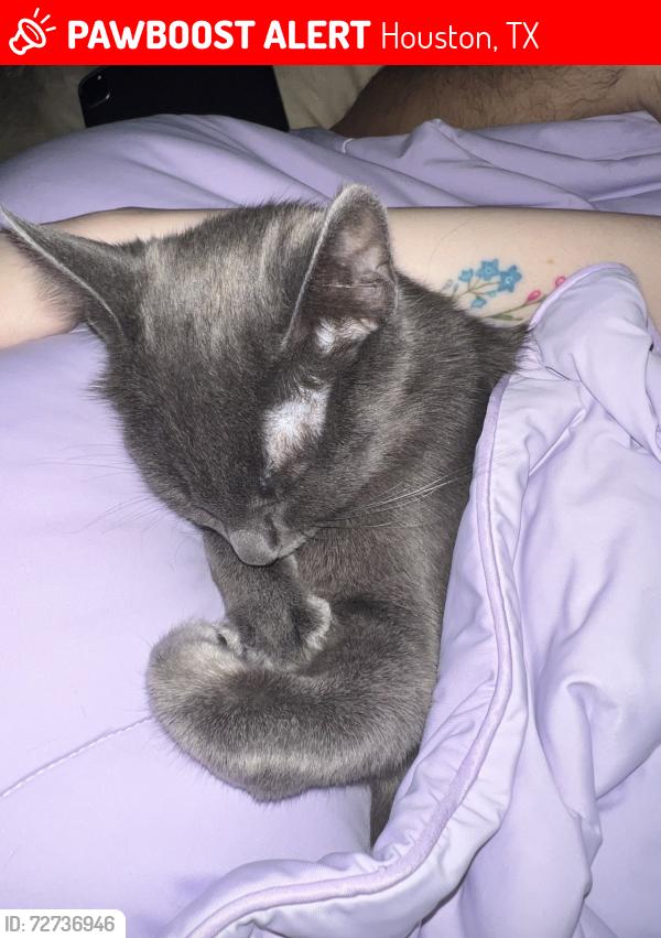 Lost Female Cat last seen Sherwood Dr, Houston, TX 77043