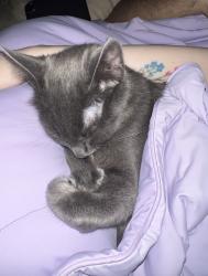 Lost Female Cat last seen Sherwood Dr, Houston, TX 77043