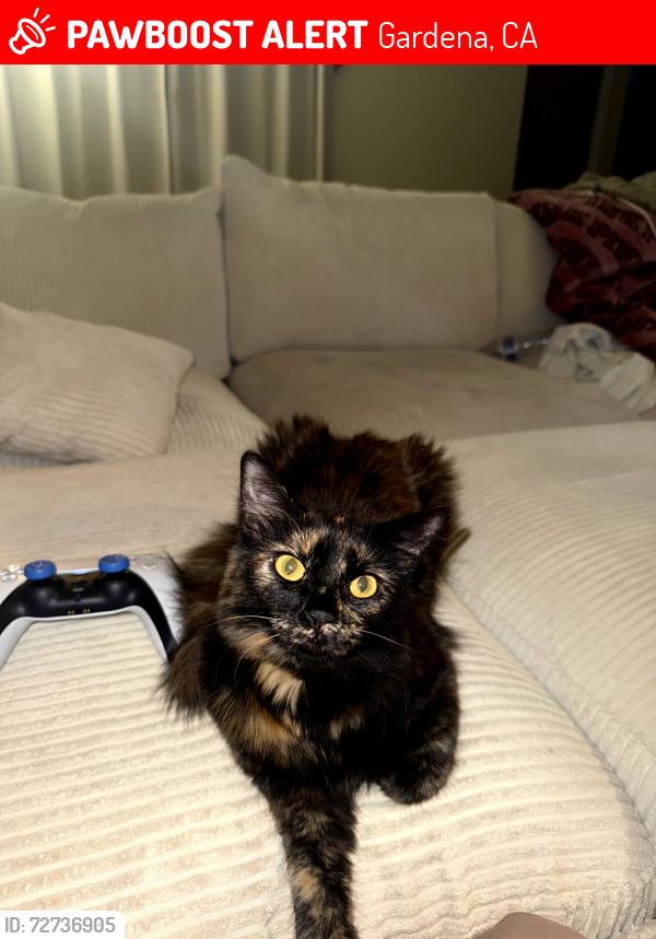 Lost Female Cat last seen Roscrans/Berendo, Gardena, CA 90247