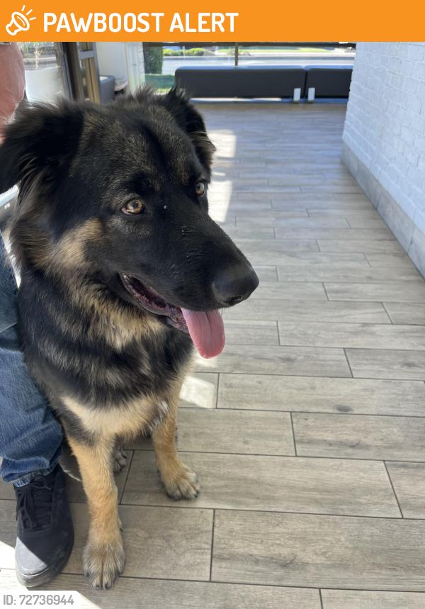 Found/Stray Male Dog last seen Talbert middle school , Huntington Beach, CA 92646