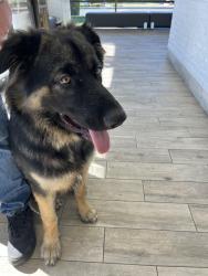 Found/Stray Male Dog last seen Talbert middle school , Huntington Beach, CA 92646