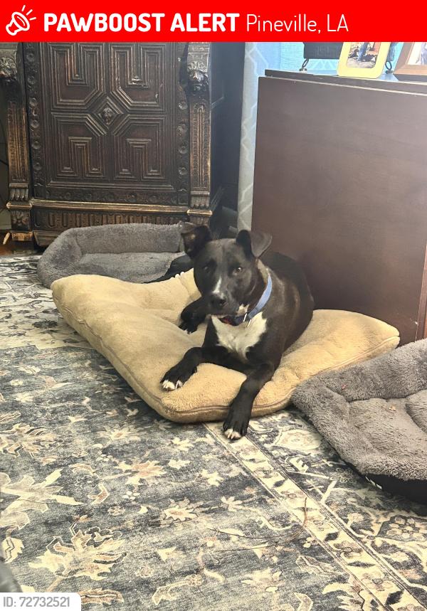 Lost Male Dog last seen Monroe Hwy, Military Highway, Pineville, LA 71360