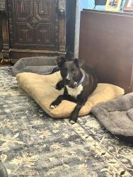 Lost Male Dog last seen Monroe Hwy, Military Highway, Pineville, LA 71360