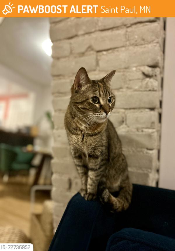 Found/Stray Female Cat last seen Daly & Jefferson, Saint Paul, MN 55102