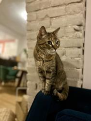 Found/Stray Female Cat last seen Daly & Jefferson, Saint Paul, MN 55102