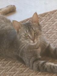 Found/Stray Female Cat last seen 82nd and university , Maricopa County, AZ 85207