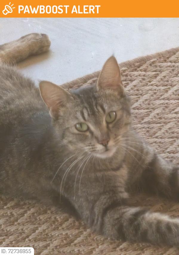 Found/Stray Female Cat last seen 82nd and university , Maricopa County, AZ 85207