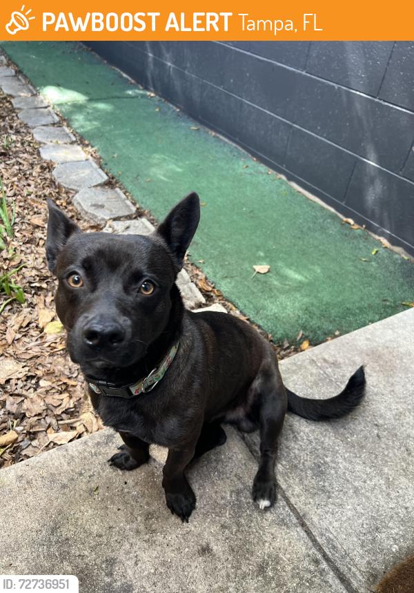 Found/Stray Male Dog last seen No clue, Tampa, FL 33610
