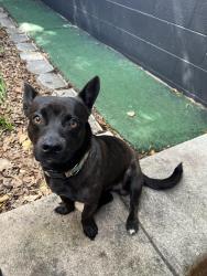 Found/Stray Male Dog last seen No clue, Tampa, FL 33610