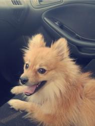 Lost Male Dog last seen Hacienda and mountain vista , Las Vegas, NV 89120