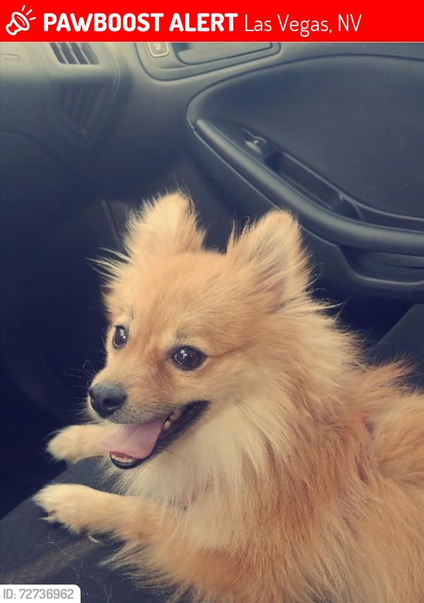 Lost Male Dog last seen Hacienda and mountain vista , Las Vegas, NV 89120
