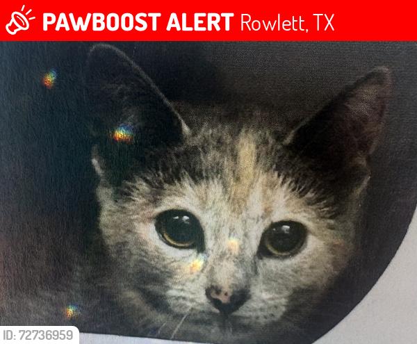 Lost Female Cat last seen Dalrock, Rowlett, TX 75089