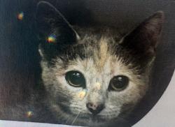 Lost Female Cat last seen Dalrock, Rowlett, TX 75089