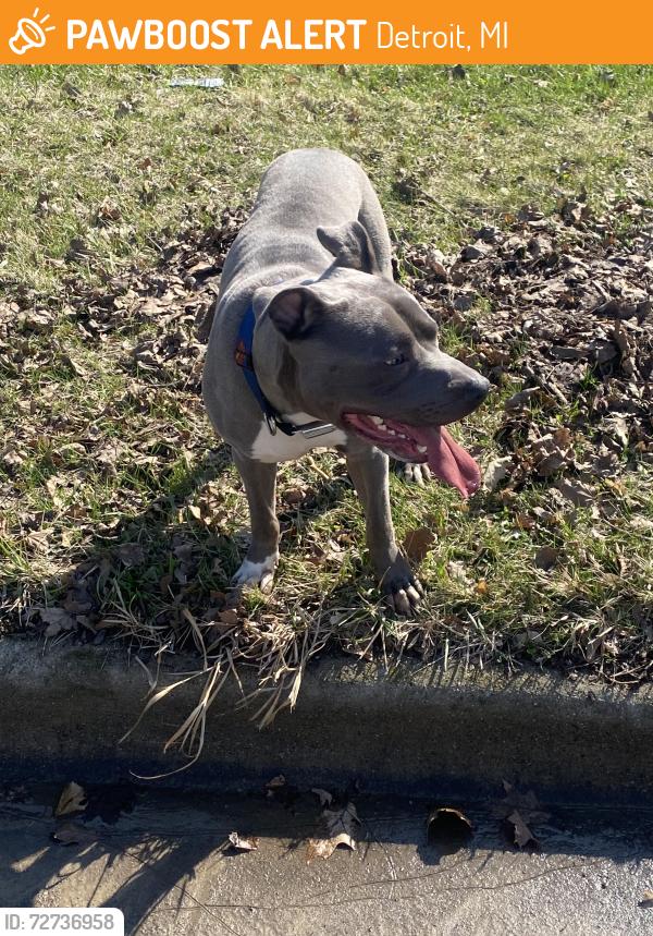Found/Stray Male Dog last seen On Telegraph near Finkell, Detroit, MI 48219