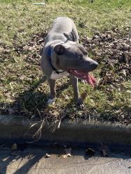 Found/Stray Male Dog last seen On Telegraph near Finkell, Detroit, MI 48219