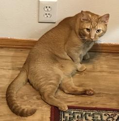 Lost Male Cat last seen Farwig Rd off of hmstd, Odell , Odell, OR 97031