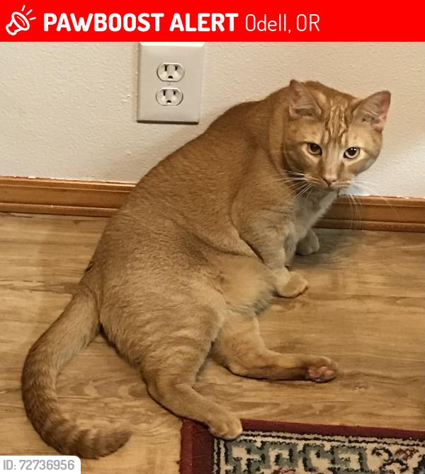 Lost Male Cat last seen Farwig Rd off of hmstd, Odell , Odell, OR 97031