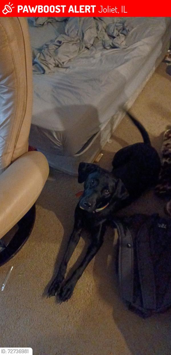 Lost Female Dog last seen Mcdough st, Joliet, IL 60431