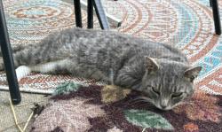 Found/Stray Male Cat last seen Cape Horn rd, York Township, PA 17402