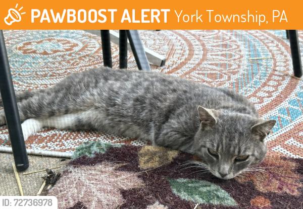 Found/Stray Male Cat last seen Cape Horn rd, York Township, PA 17402