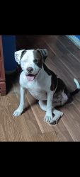 Lost Male Dog last seen Culebra and Gen Mc mullen , San Antonio, TX 78228