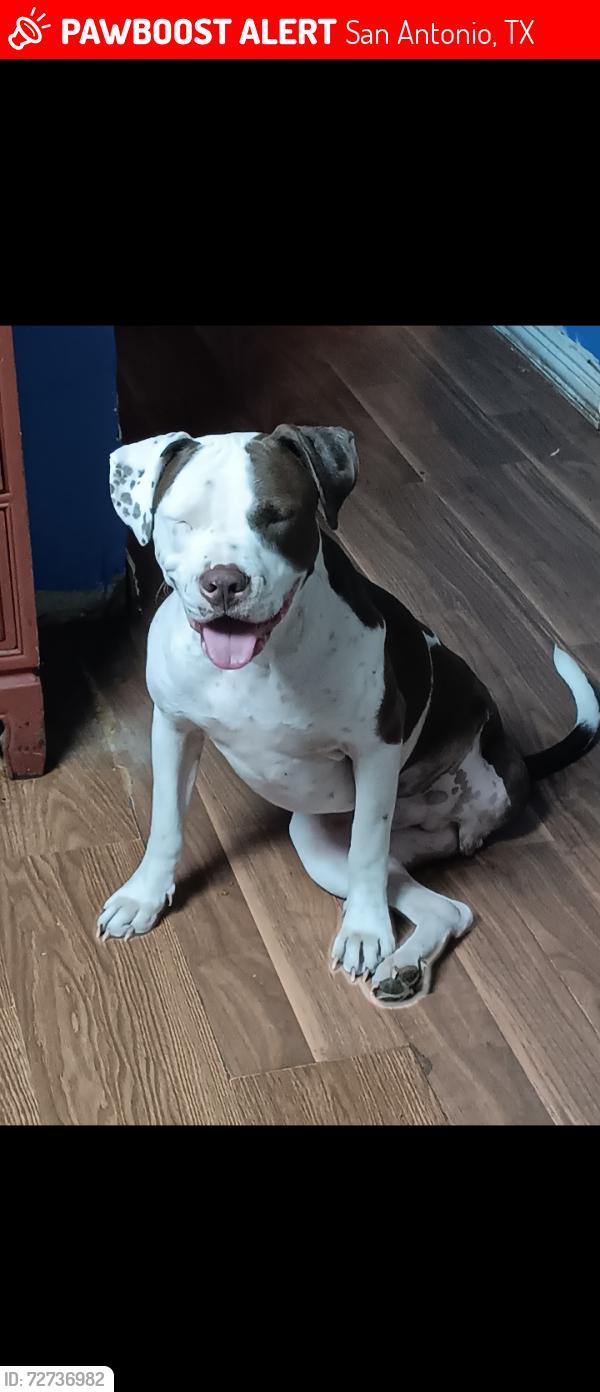 Lost Male Dog last seen Culebra and Gen Mc mullen , San Antonio, TX 78228