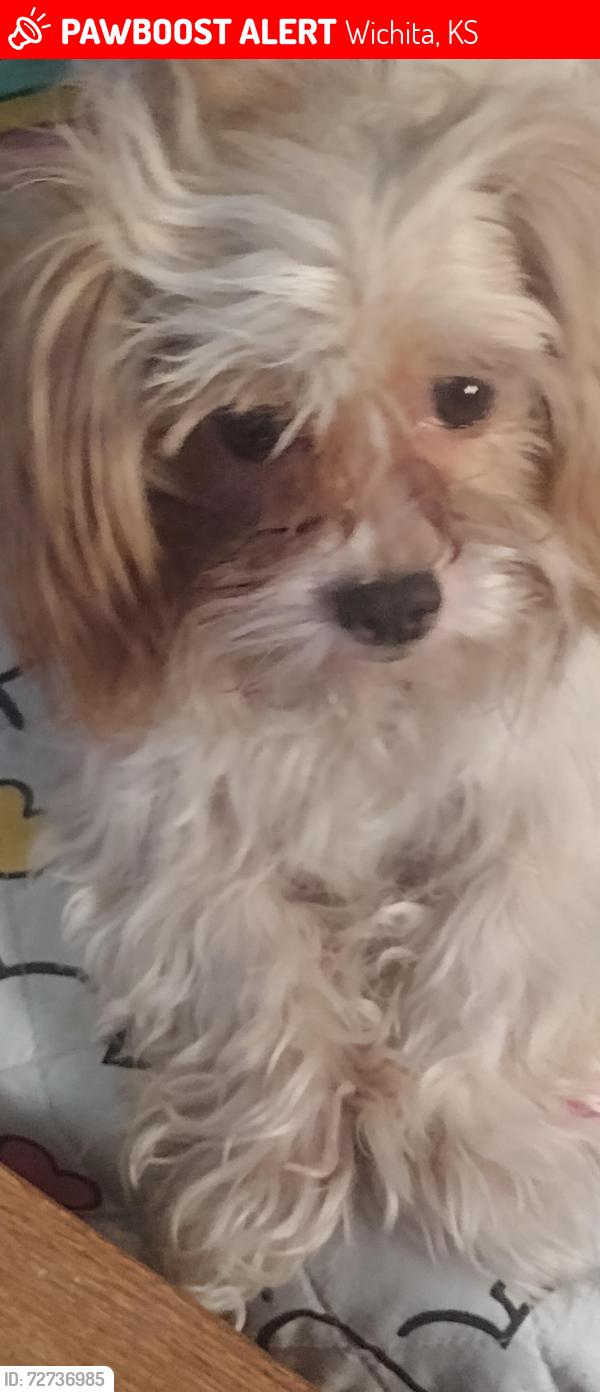 Found/Stray Male Dog last seen By the Farmer market, Wichita, KS 67214