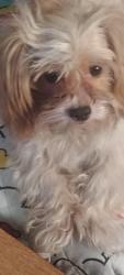 Found/Stray Male Dog last seen By the Farmer market, Wichita, KS 67214