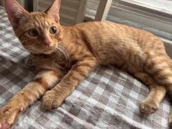 Lost Male Cat last seen Lenora Dr. & Kathy Dr, nearby Jefferson Middle School, Merritt Island, FL 32952
