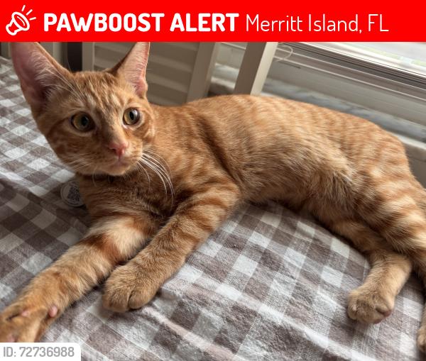 Lost Male Cat last seen Lenora Dr. & Kathy Dr, nearby Jefferson Middle School, Merritt Island, FL 32952