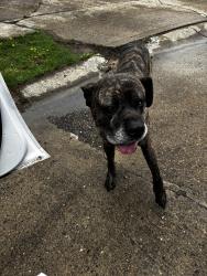 Found/Stray Male Dog last seen Straw Hat Street , Indianapolis, IN 46237