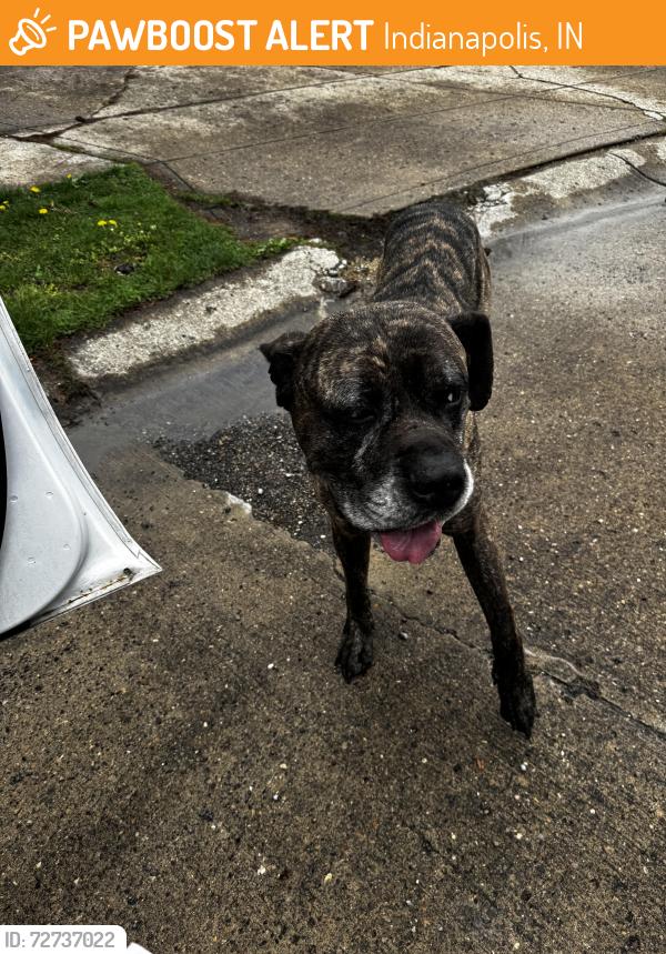 Found/Stray Male Dog last seen Straw Hat Street , Indianapolis, IN 46237