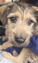 Found/Stray Female Dog last seen Near W Huron St, Chicago, IL  60642, Chicago, IL 60642