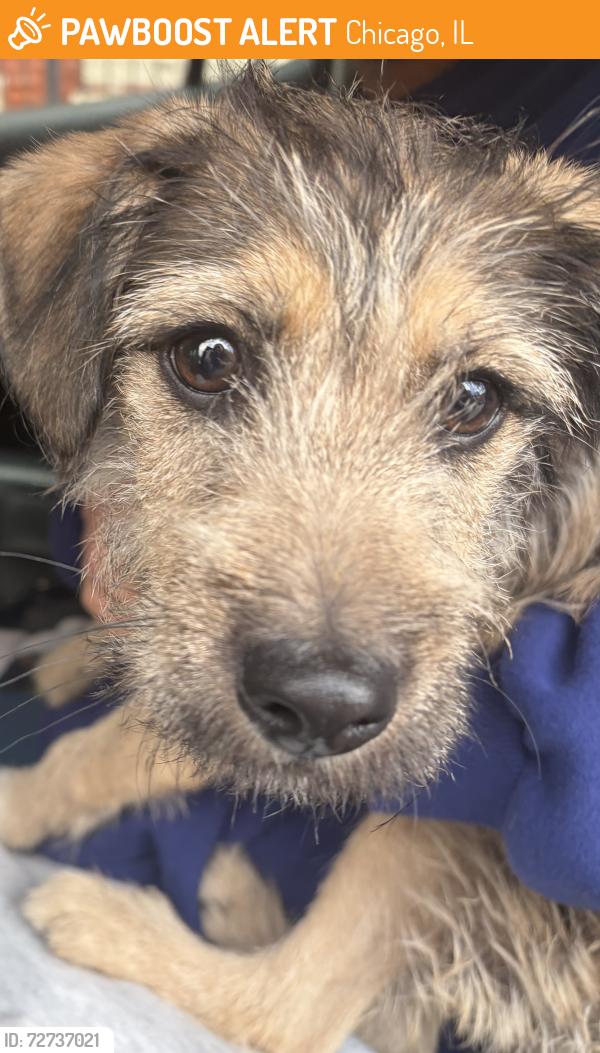 Found/Stray Female Dog last seen Near W Huron St, Chicago, IL  60642, Chicago, IL 60642
