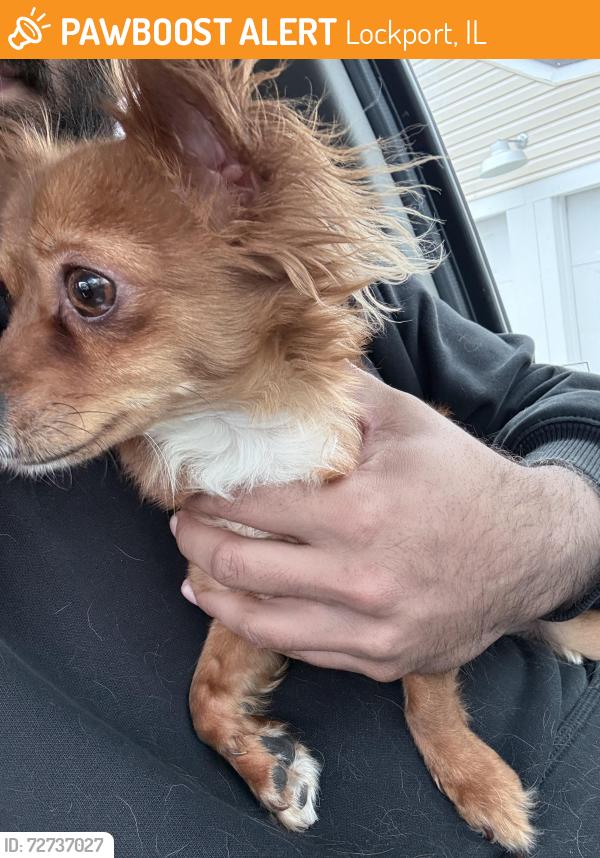 Found/Stray Male Dog last seen Dellwood ave , Lockport, IL 60441