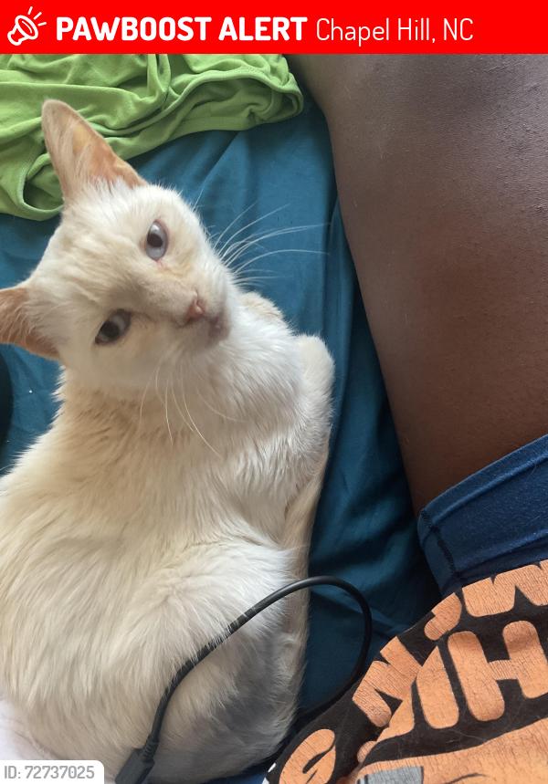 Lost Female Cat last seen Cressent dr, Chapel Hill, NC 27517