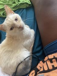 Lost Female Cat last seen Cressent dr, Chapel Hill, NC 27517