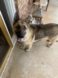 Found/Stray Male Dog last seen Canton Ave, Lubbock, TX 79413