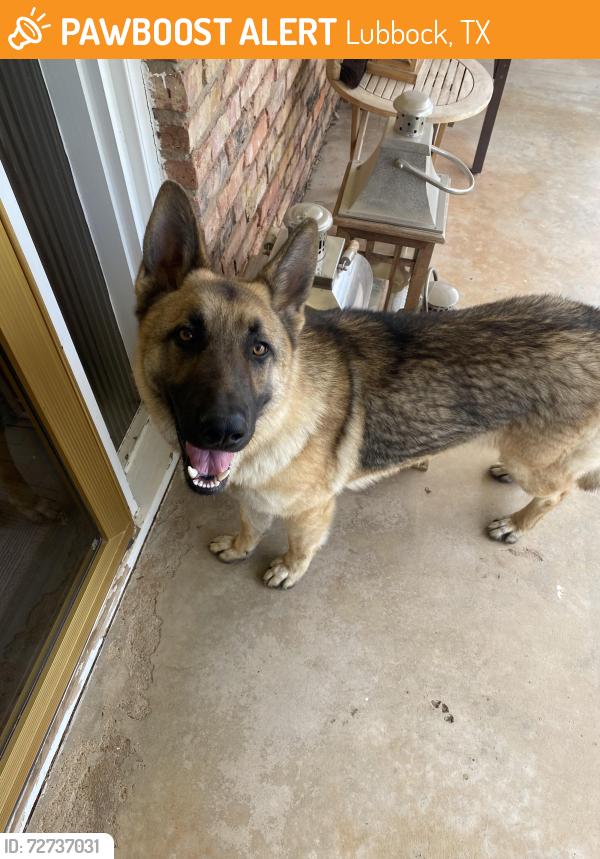 Found/Stray Male Dog last seen Canton Ave, Lubbock, TX 79413