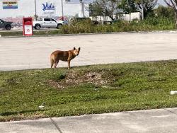 Found/Stray Female Dog last seen Circle K gas station on the corner of Redland Ave (187th SW Ave) and West Palm Drive. Seen at approximately 4pm, Florida City, FL 33034