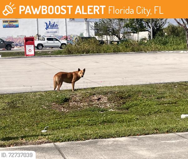 Found/Stray Female Dog last seen Circle K gas station on the corner of Redland Ave (187th SW Ave) and West Palm Drive. Seen at approximately 4pm, Florida City, FL 33034