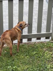 Found/Stray Male Dog last seen Grand Route St John by Bayou, New Orleans, LA 70119