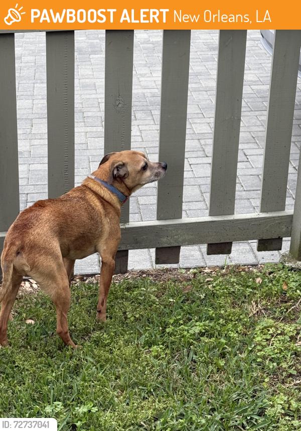 Found/Stray Male Dog last seen Grand Route St John by Bayou, New Orleans, LA 70119