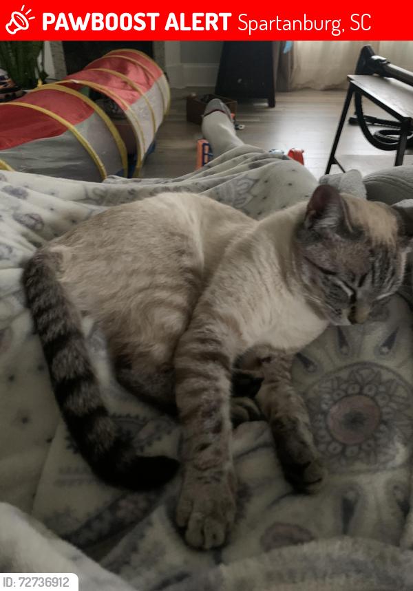 Lost Female Cat last seen Loche Adele , Spartanburg, SC 29307