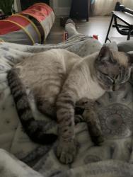 Lost Female Cat last seen Loche Adele , Spartanburg, SC 29307