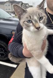 Found/Stray Male Cat last seen Hudson at Central Landing apmts , Conway, AR 72032