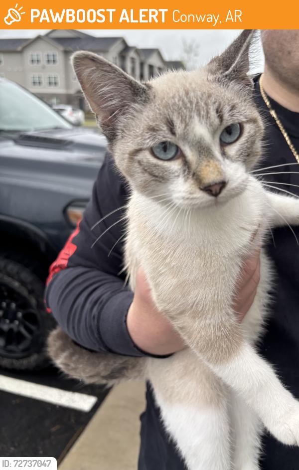 Found/Stray Male Cat last seen Hudson at Central Landing apmts , Conway, AR 72032