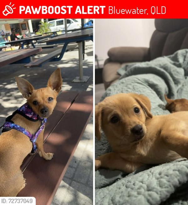 Lost Male Dog last seen Toolakea Beach Rd TOOLAKEA BEACH, Bluewater, QLD 4818