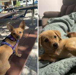 Lost Male Dog last seen Toolakea Beach Rd TOOLAKEA BEACH, Bluewater, QLD 4818