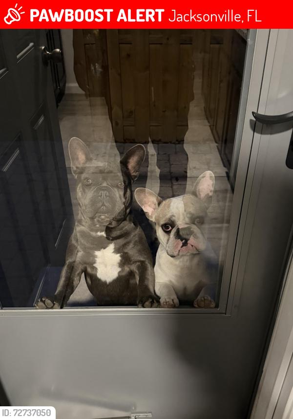 Lost Male Dog last seen Kinkaid rd, Jacksonville, FL 32210